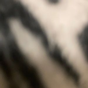 Meet your Posher, Brie